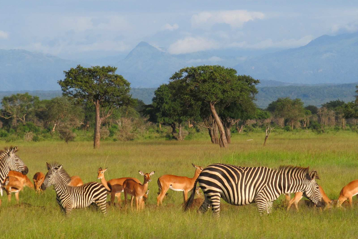 Mikumi National Park